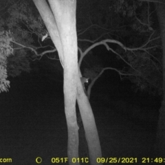 Trichosurus vulpecula (Common Brushtail Possum) at Baranduda, VIC - 25 Sep 2021 by DMeco