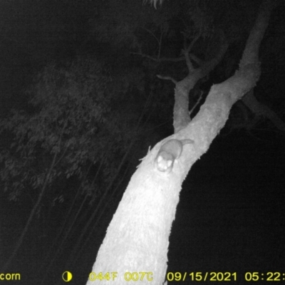 Pseudocheirus peregrinus (Common Ringtail Possum) at Huon Creek, VIC - 11 Sep 2021 by DMeco