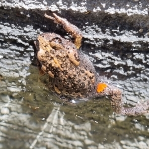 Uperoleia laevigata at Molonglo Valley, ACT - 4 Jan 2022