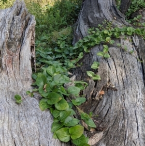 Vinca major at Hackett, ACT - 3 Jan 2022 10:01 AM