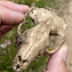 Unidentified Mammal at Jerrabomberra, NSW - 3 Jan 2022 by SteveBorkowskis