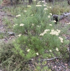 Cassinia longifolia (Shiny Cassinia, Cauliflower Bush) at Googong, NSW - 4 Jan 2022 by SteveBorkowskis