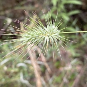 Echinopogon sp. at Jerrabomberra, NSW - 4 Jan 2022 09:10 AM