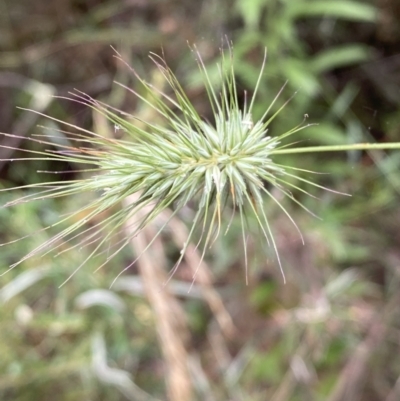 Echinopogon (genus) (Hedgehog Grass) at Jerrabomberra, NSW - 4 Jan 2022 by SteveBorkowskis