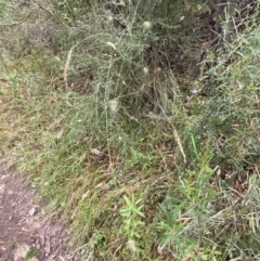 Echinopogon sp. at Jerrabomberra, NSW - 4 Jan 2022