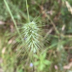 Echinopogon sp. at Jerrabomberra, NSW - 4 Jan 2022 09:10 AM