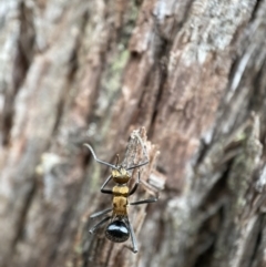 Polyrhachis semiaurata (A golden spiny ant) at Jerrabomberra, NSW - 3 Jan 2022 by Steve_Bok