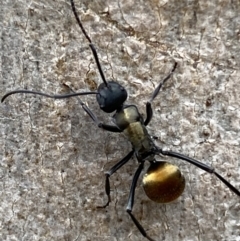 Polyrhachis ammon (Golden-spined Ant, Golden Ant) at Jerrabomberra, NSW - 4 Jan 2022 by SteveBorkowskis