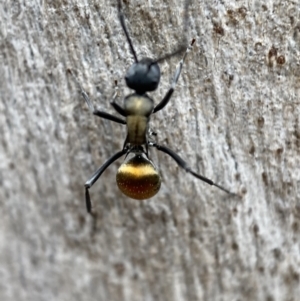 Polyrhachis ammon at Jerrabomberra, NSW - 4 Jan 2022 08:53 AM