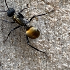 Polyrhachis ammon at Jerrabomberra, NSW - 4 Jan 2022 08:53 AM