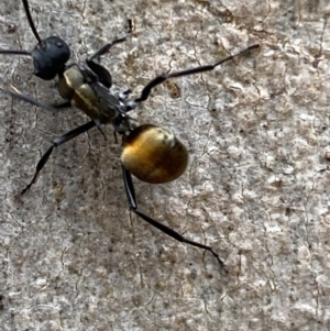 Polyrhachis ammon at Jerrabomberra, NSW - 4 Jan 2022 08:53 AM