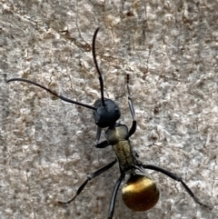 Polyrhachis ammon at Jerrabomberra, NSW - 4 Jan 2022 08:53 AM