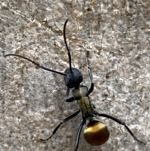 Polyrhachis ammon at Jerrabomberra, NSW - 4 Jan 2022 08:53 AM