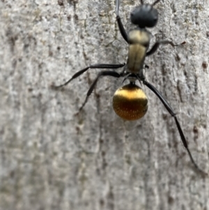 Polyrhachis ammon at Jerrabomberra, NSW - 4 Jan 2022 08:53 AM