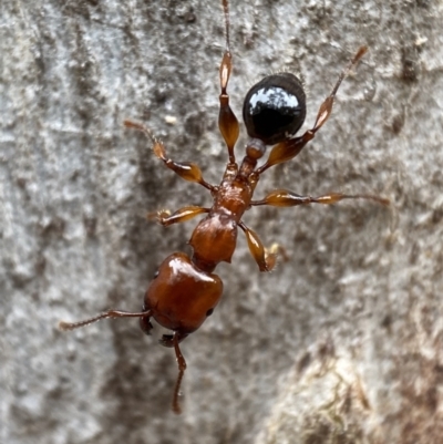 Podomyrma gratiosa (Muscleman tree ant) at Jerrabomberra, NSW - 3 Jan 2022 by Steve_Bok