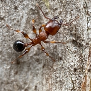 Podomyrma gratiosa at Jerrabomberra, NSW - 4 Jan 2022