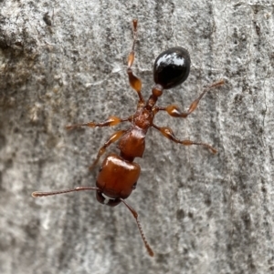 Podomyrma gratiosa at Jerrabomberra, NSW - 4 Jan 2022