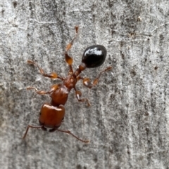 Podomyrma gratiosa at Jerrabomberra, NSW - 4 Jan 2022