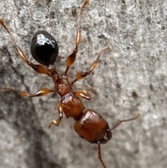 Podomyrma gratiosa at Jerrabomberra, NSW - 4 Jan 2022