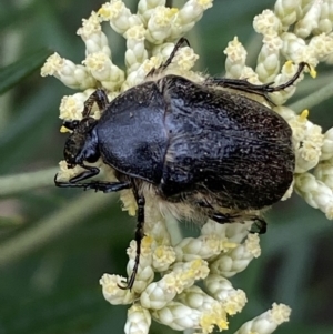 Bisallardiana gymnopleura at Jerrabomberra, NSW - 4 Jan 2022 09:02 AM