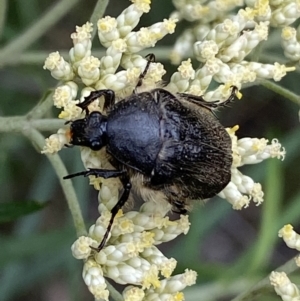 Bisallardiana gymnopleura at Jerrabomberra, NSW - 4 Jan 2022 09:02 AM