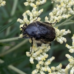 Bisallardiana gymnopleura at Jerrabomberra, NSW - 4 Jan 2022 09:02 AM