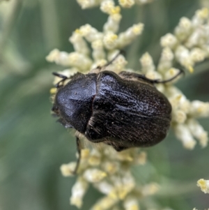 Bisallardiana gymnopleura at Jerrabomberra, NSW - 4 Jan 2022 09:02 AM