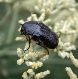 Bisallardiana gymnopleura at Jerrabomberra, NSW - 4 Jan 2022 09:02 AM