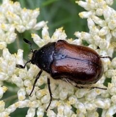 Bisallardiana gymnopleura (Brown flower chafer) at Jerrabomberra, NSW - 3 Jan 2022 by Steve_Bok