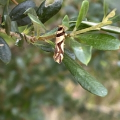 Macrobathra desmotoma at Jerrabomberra, NSW - 4 Jan 2022 09:36 AM