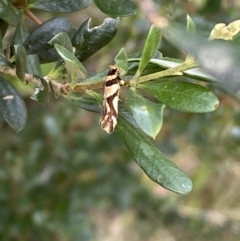 Macrobathra desmotoma at Jerrabomberra, NSW - 4 Jan 2022 09:36 AM