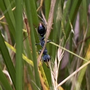 Myrmecia tarsata at Jerrabomberra, NSW - 4 Jan 2022 08:26 AM