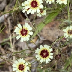 Tolpis barbata (Yellow Hawkweed) at Jerrabomberra, NSW - 3 Jan 2022 by Steve_Bok