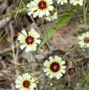 Tolpis barbata at Jerrabomberra, NSW - 4 Jan 2022