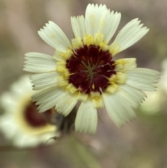 Tolpis barbata at Jerrabomberra, NSW - 4 Jan 2022