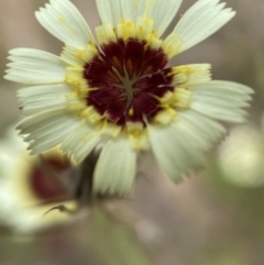 Tolpis barbata at Jerrabomberra, NSW - 4 Jan 2022