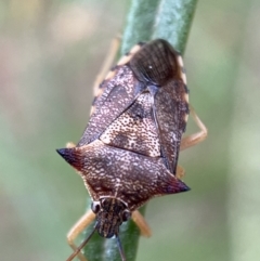 Oechalia schellenbergii (Spined Predatory Shield Bug) at Jerrabomberra, NSW - 3 Jan 2022 by Steve_Bok