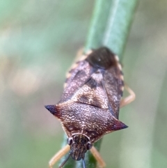 Oechalia schellenbergii at Jerrabomberra, NSW - 4 Jan 2022