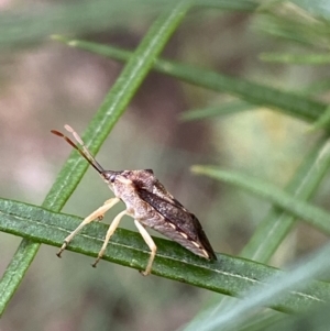 Oechalia schellenbergii at Jerrabomberra, NSW - 4 Jan 2022