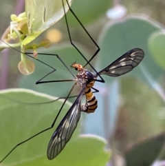 Leptotarsus (Leptotarsus) clavatus at Jerrabomberra, NSW - 4 Jan 2022