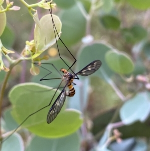 Leptotarsus (Leptotarsus) clavatus at Jerrabomberra, NSW - 4 Jan 2022 06:58 AM