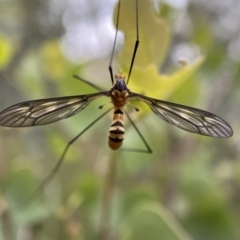 Leptotarsus (Leptotarsus) clavatus at Jerrabomberra, NSW - 4 Jan 2022