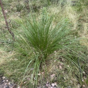 Carex appressa at Jerrabomberra, NSW - 4 Jan 2022 08:25 AM