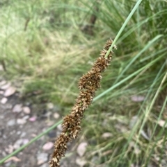 Carex appressa at Jerrabomberra, NSW - 4 Jan 2022 08:25 AM