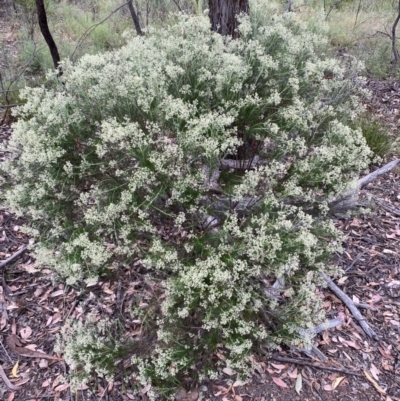 Cassinia aculeata subsp. aculeata (Dolly Bush, Common Cassinia, Dogwood) at Jerrabomberra, NSW - 4 Jan 2022 by SteveBorkowskis