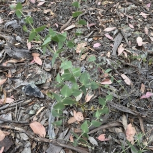 Veronica perfoliata at Jerrabomberra, NSW - 4 Jan 2022