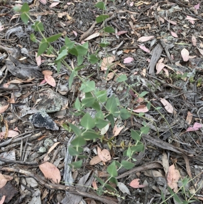 Veronica perfoliata (Digger's Speedwell) at Jerrabomberra, NSW - 4 Jan 2022 by SteveBorkowskis