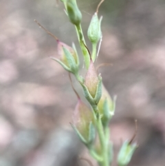 Veronica perfoliata at Jerrabomberra, NSW - 4 Jan 2022