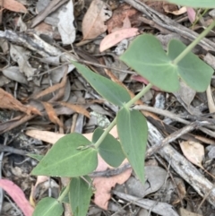 Veronica perfoliata at Jerrabomberra, NSW - 4 Jan 2022