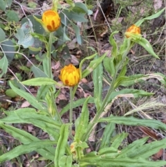 Xerochrysum bracteatum (Golden Everlasting) at Googong, NSW - 4 Jan 2022 by SteveBorkowskis